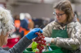 Zwei Damen sortieren Obst. Hochgehalten wird eine Traubenrebe.